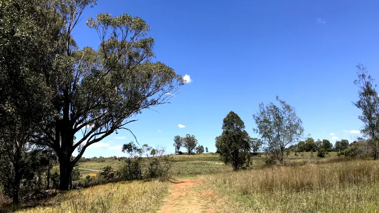 Grassy woodland with scattered gum trees at Prestons, part of the Cumberland Plain