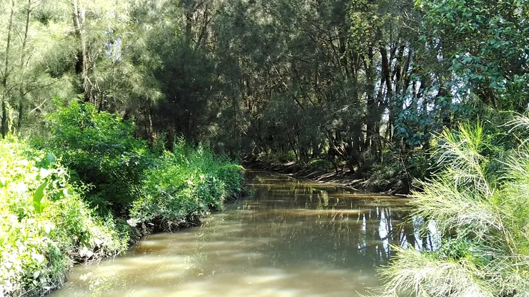 She-oak forest along Prospect Creek in Smithfield, western Sydney