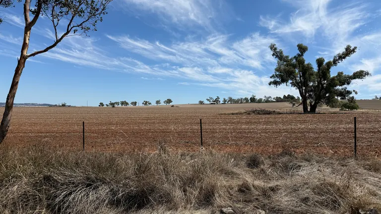 A ploughed paddock with scattered trees near Downside in the NSW Riverina